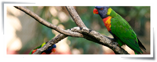 rainbow lorikeets